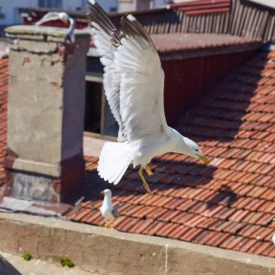 Protezione delle coperture dagli animali