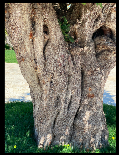 Gli alberi