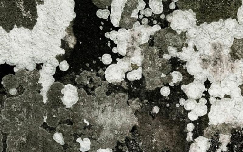 Soluzioni per la prevenzione di muschi e muffa