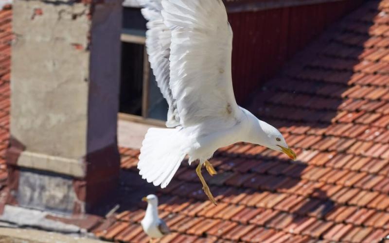 Protezione delle coperture dagli animali