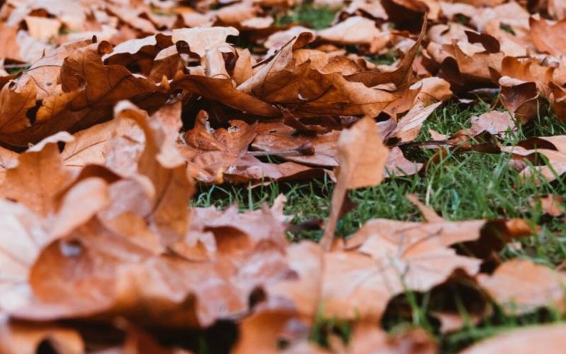 Protezione delle coperture dalle foglie