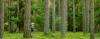 Alberi di una foresta, con una bambina che si affaccia da dietro un tronco di un albero mentre sta giocando